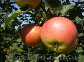 Саджанці яблуні РУБІНОЛА - <ro>Изображение</ro><ru>Изображение</ru> #1, <ru>Объявление</ru> #203253
