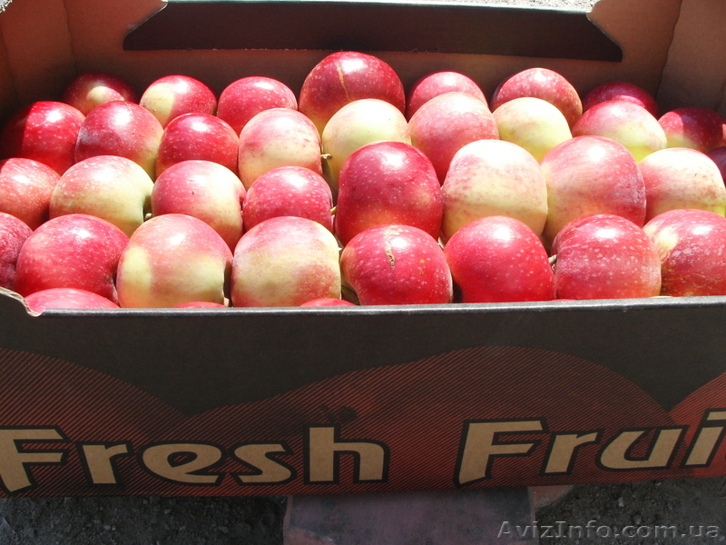Предлагаем яблоки с Польши! - <ro>Изображение</ro><ru>Изображение</ru> #1, <ru>Объявление</ru> #469832