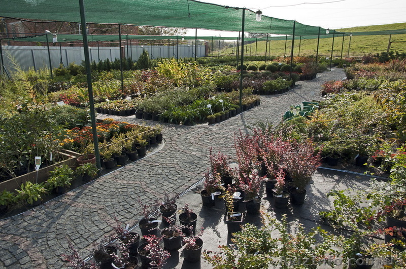 Оптовая и розничная продажа хвойных и лиственных декоративных растений. - <ro>Изображение</ro><ru>Изображение</ru> #1, <ru>Объявление</ru> #520743