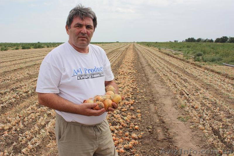 Лук репчатый урожая 2012 - <ro>Изображение</ro><ru>Изображение</ru> #1, <ru>Объявление</ru> #730908