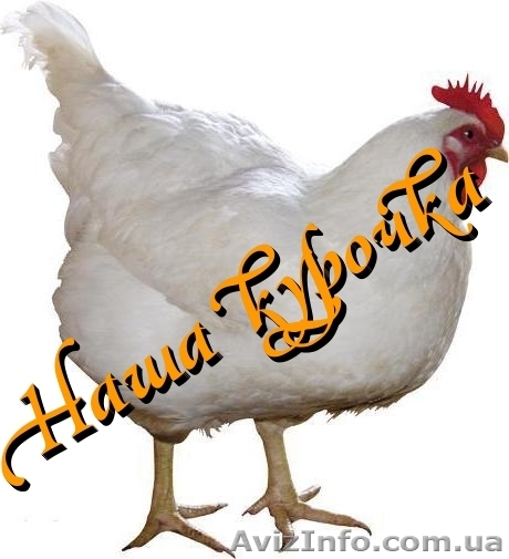 Курица разделка опт окорочка филе бедро крило сердечки печень жылудки - <ro>Изображение</ro><ru>Изображение</ru> #1, <ru>Объявление</ru> #758600