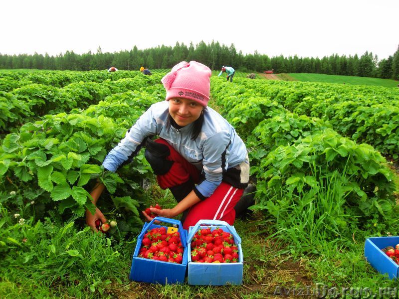 Робота в сезонна - <ro>Изображение</ro><ru>Изображение</ru> #1, <ru>Объявление</ru> #865454