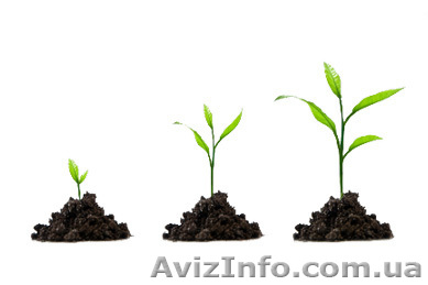 Бизнес консалтинг по увеличению продаж  - <ro>Изображение</ro><ru>Изображение</ru> #1, <ru>Объявление</ru> #866921