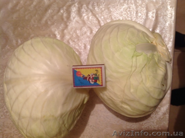 Білокачанна капуста Анкома оптом з холодильника Львів - <ro>Изображение</ro><ru>Изображение</ru> #1, <ru>Объявление</ru> #872530