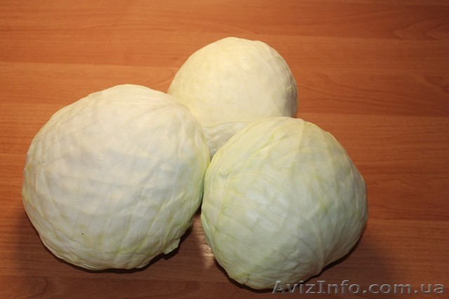 Білокачанна капуста Анкома оптом з холодильника - <ro>Изображение</ro><ru>Изображение</ru> #1, <ru>Объявление</ru> #879961