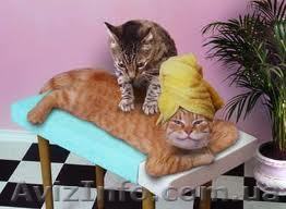 Пропонуємо оздоровчий ,дитячий антицелюлітний масаж за дешевими цінами у Львові  - <ro>Изображение</ro><ru>Изображение</ru> #1, <ru>Объявление</ru> #915349