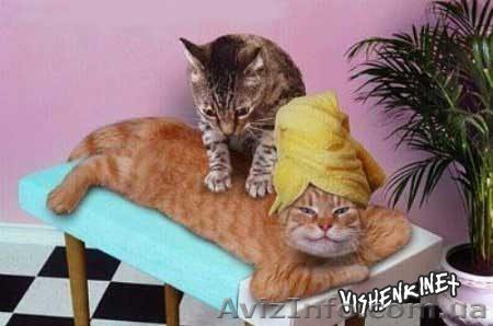 Массаж Львов, Массажные услуги во Львове, Массажный салон во Львове - <ro>Изображение</ro><ru>Изображение</ru> #1, <ru>Объявление</ru> #978393