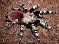 Brachypelma vagans  - <ro>Изображение</ro><ru>Изображение</ru> #1, <ru>Объявление</ru> #1116967