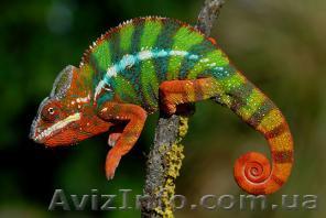 Пантеровый хамелеон (Furcifer pardalis) - <ro>Изображение</ro><ru>Изображение</ru> #1, <ru>Объявление</ru> #1124050