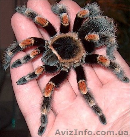 Brachypelma smithi - <ro>Изображение</ro><ru>Изображение</ru> #1, <ru>Объявление</ru> #1116962