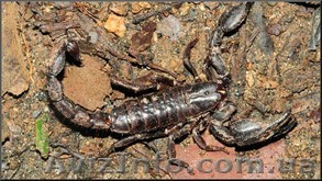 Hadogenes troglodytes - <ro>Изображение</ro><ru>Изображение</ru> #1, <ru>Объявление</ru> #1120458