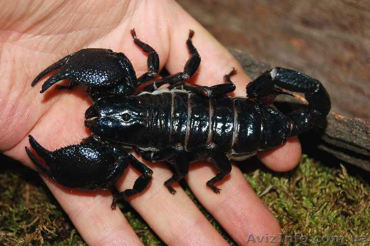 Pandinus imperator - <ro>Изображение</ro><ru>Изображение</ru> #1, <ru>Объявление</ru> #1120455