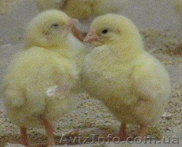 Цыплята бройлеры Росс 308 - <ro>Изображение</ro><ru>Изображение</ru> #1, <ru>Объявление</ru> #1204192