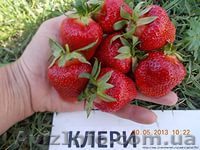 продам саженцы клубники клери - <ro>Изображение</ro><ru>Изображение</ru> #1, <ru>Объявление</ru> #1249851