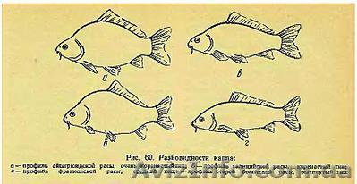 Личинка подрощенная карпа, амура, толстолоба - <ro>Изображение</ro><ru>Изображение</ru> #1, <ru>Объявление</ru> #1258403
