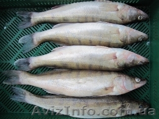 Куплю живу, морожену та охолоджену рибу гуртом.  - <ro>Изображение</ro><ru>Изображение</ru> #1, <ru>Объявление</ru> #1295388