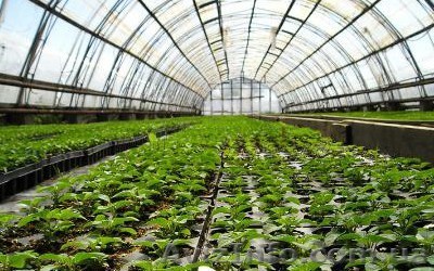 Вакансія — співробітник парникових теплиць - <ro>Изображение</ro><ru>Изображение</ru> #1, <ru>Объявление</ru> #1343531