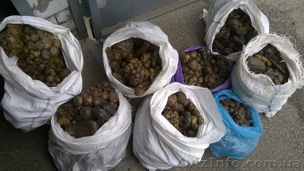 Прополис оптом от 1 кг - <ro>Изображение</ro><ru>Изображение</ru> #1, <ru>Объявление</ru> #1253052