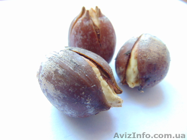  Желуди дуба стратифицированые - <ro>Изображение</ro><ru>Изображение</ru> #1, <ru>Объявление</ru> #1538153