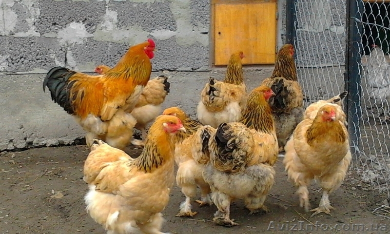 Инкубационное яйцо кур породы Брама жёлтый чёрно колумбийский окрас. - <ro>Изображение</ro><ru>Изображение</ru> #1, <ru>Объявление</ru> #1035802