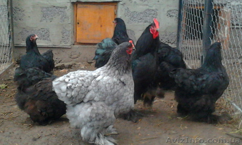 Инкубационное яйцо кур породы кохинхин(чёрный-голубой) - <ro>Изображение</ro><ru>Изображение</ru> #1, <ru>Объявление</ru> #1052615