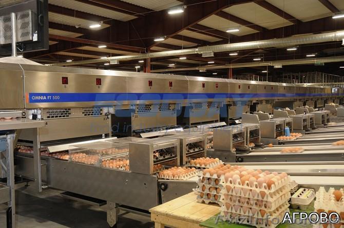 Яйцесортировочная машина Omnia 330 б/у  2012 г. - <ro>Изображение</ro><ru>Изображение</ru> #1, <ru>Объявление</ru> #1615427