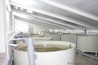 Малёк Осетра (Королевская рыба, мясо, чёрная икра) - <ro>Изображение</ro><ru>Изображение</ru> #2, <ru>Объявление</ru> #296355