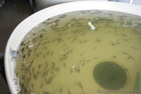 Малёк Осетра (Королевская рыба, мясо, чёрная икра) - <ro>Изображение</ro><ru>Изображение</ru> #3, <ru>Объявление</ru> #296355