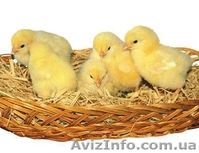 Услуги по перевозке молодняка птицы (суточного молодняка). - <ro>Изображение</ro><ru>Изображение</ru> #2, <ru>Объявление</ru> #484662