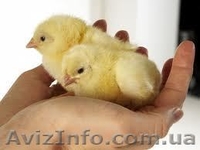 Услуги по перевозке молодняка птицы (суточного молодняка). - <ro>Изображение</ro><ru>Изображение</ru> #3, <ru>Объявление</ru> #484662