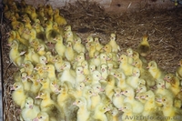 Добовий молодняк гусей - <ro>Изображение</ro><ru>Изображение</ru> #2, <ru>Объявление</ru> #563391