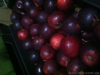 яблоки оптом из Польши - <ro>Изображение</ro><ru>Изображение</ru> #3, <ru>Объявление</ru> #569889