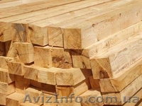 Лиственница сибирская Львов Украина - <ro>Изображение</ro><ru>Изображение</ru> #6, <ru>Объявление</ru> #153177