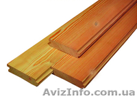 Лиственница сибирская Львов Украина - <ro>Изображение</ro><ru>Изображение</ru> #3, <ru>Объявление</ru> #153177