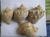 Ракушки Рапана 1 мешок - <ro>Изображение</ro><ru>Изображение</ru> #1, <ru>Объявление</ru> #851905