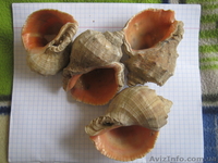 Ракушки Рапана 1 мешок - <ro>Изображение</ro><ru>Изображение</ru> #2, <ru>Объявление</ru> #851905