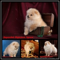 Померашки с документами  FCI-КСУ   - <ro>Изображение</ro><ru>Изображение</ru> #3, <ru>Объявление</ru> #829118