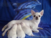 ЧИХУАХУА - породные,ексклюзивные МИНИ-щенки! - <ro>Изображение</ro><ru>Изображение</ru> #2, <ru>Объявление</ru> #921569