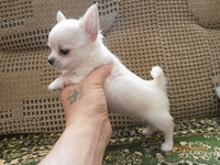 ЧИХУАХУА - породные,ексклюзивные МИНИ-щенки! - <ro>Изображение</ro><ru>Изображение</ru> #5, <ru>Объявление</ru> #921569