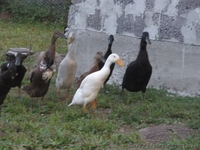 инкубационное яйцо утки индийский бегунок - <ro>Изображение</ro><ru>Изображение</ru> #1, <ru>Объявление</ru> #949253