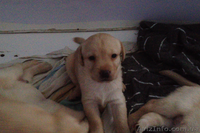 Лабрадор дівчинка - <ro>Изображение</ro><ru>Изображение</ru> #1, <ru>Объявление</ru> #946676