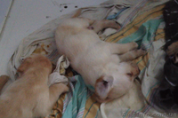 Лабрадор дівчинка - <ro>Изображение</ro><ru>Изображение</ru> #2, <ru>Объявление</ru> #946676