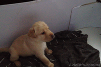 Лабрадор дівчинка - <ro>Изображение</ro><ru>Изображение</ru> #4, <ru>Объявление</ru> #946676