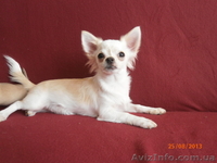 ЧИХУАХУА - породные,ексклюзивные МИНИ-щенки! - <ro>Изображение</ro><ru>Изображение</ru> #8, <ru>Объявление</ru> #921569