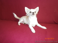 ЧИХУАХУА - породные,ексклюзивные МИНИ-щенки! - <ro>Изображение</ro><ru>Изображение</ru> #10, <ru>Объявление</ru> #921569