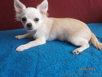 ЧИХУАХУА - породные,ексклюзивные МИНИ-щенки! - <ro>Изображение</ro><ru>Изображение</ru> #9, <ru>Объявление</ru> #921569
