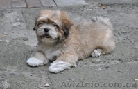 Щенки Lhasa Apso - <ro>Изображение</ro><ru>Изображение</ru> #3, <ru>Объявление</ru> #958198