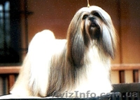 Щенки Lhasa Apso - <ro>Изображение</ro><ru>Изображение</ru> #2, <ru>Объявление</ru> #958198