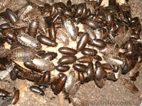 Nauphoeta cinerea - <ro>Изображение</ro><ru>Изображение</ru> #1, <ru>Объявление</ru> #1116498