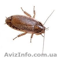 Nauphoeta cinerea - <ro>Изображение</ro><ru>Изображение</ru> #2, <ru>Объявление</ru> #1116498